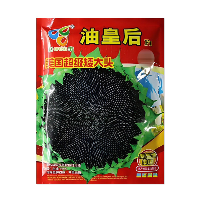 美国矮大头油皇后油葵种子
