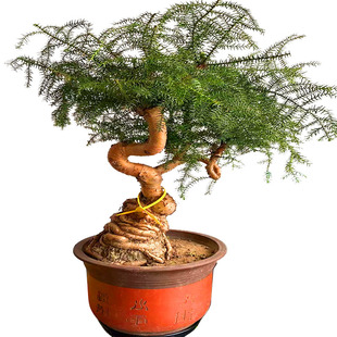 造型澳洲杉室内大型盆景植物不老松长青榕绿植好养室内绿植盆栽