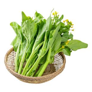 早熟甜脆白菜苔种子农家庭院大田侧芽多味甜软白菜心耐寒秋季播种