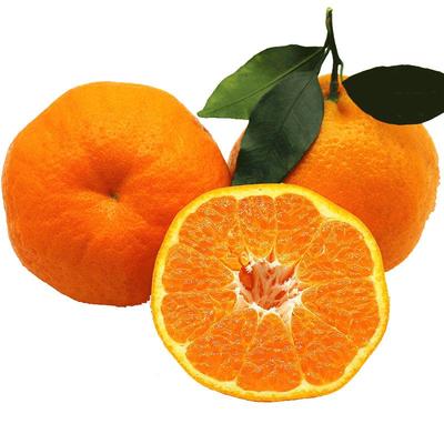 春见耙耙柑桔子新鲜10斤特甜多汁