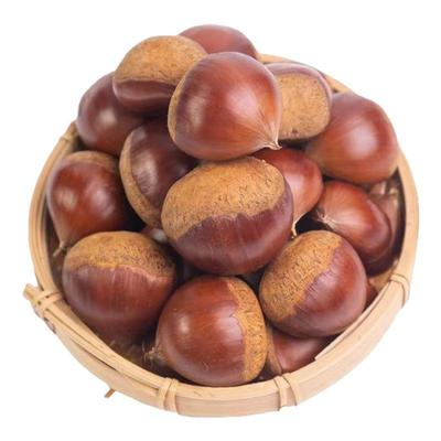 鸿承丹东油栗子生板栗大板栗
