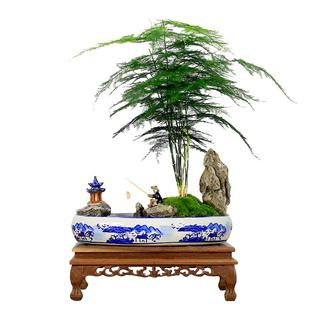 大文竹盆栽假山造型盆景植物室内客厅办公桌花卉绿植四季常青苗