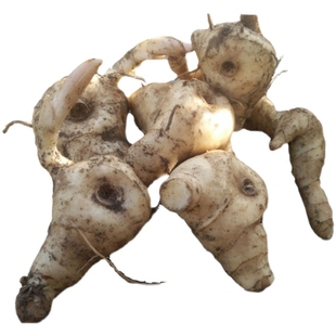 新鲜黄精种植苗现挖鸡头甜黄精九蒸九晒滋补药材泡酒煲汤鸡爪参