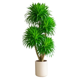 龙血树客厅绿植室内大型旺宅招财植物盆栽摆件落地造景好养活四季