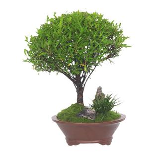 小叶赤楠盆景精品蘑菇头造型提根老桩小盆栽室内观叶植物四季好养