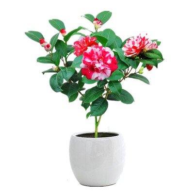 室内阳台庭院好养山茶花