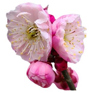 卖花渔村中大型原生梅花盆栽老桩红梅腊梅盆景耐寒庭院喜阳绿植