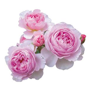 无刺爬藤蔷薇花罗伊浓香特大花四季藤本勤开月季罗衣庭院阳台花墙