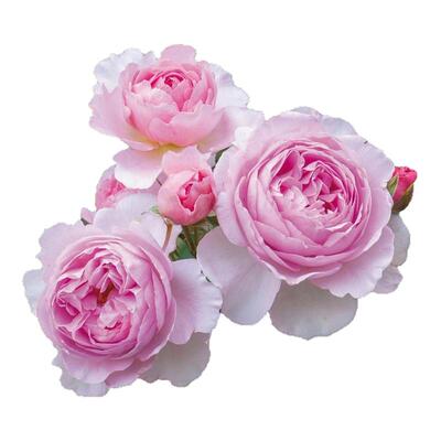 无刺多季浓香大花爬藤月季罗衣