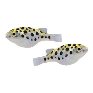 河豚观赏鱼潜水艇金娃娃河豚活体宠物巧克力娃娃除螺小热带观赏鱼