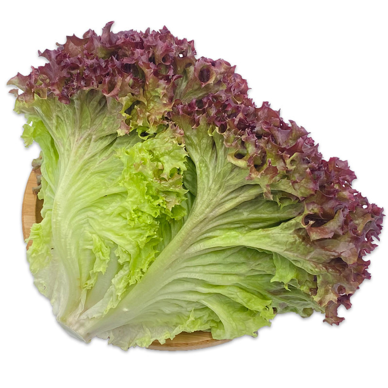【yikecai】红叶生菜500g罗莎红生菜新鲜蔬菜沙拉食材紫叶色拉菜