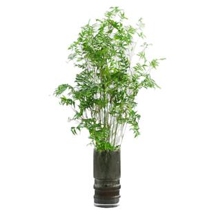 水培植物米竹室内盆栽富贵竹办公室盆景桌面绿植金明竹子四季常青