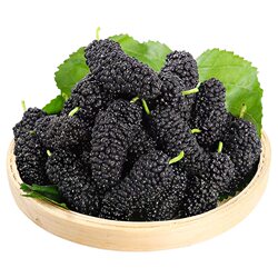 新鲜采摘丨桑葚鲜果丨颗粒饱满