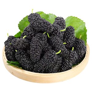 新鲜采摘丨桑葚鲜果丨颗粒饱满
