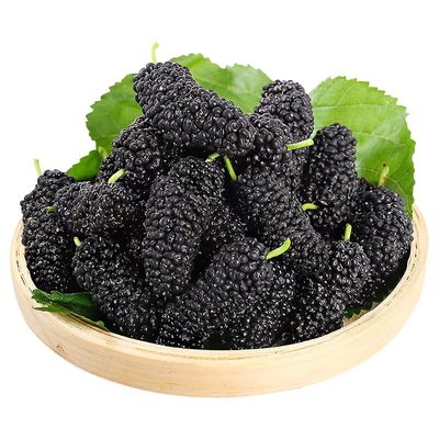 现摘现发丨桑葚鲜果丨颗粒饱满