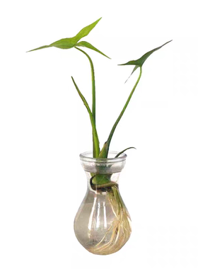 水生植物 水池河塘绿化 慈姑苗 茨菇芽 白茨菰 家养 水培植物