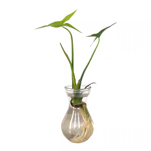 水生植物 水池河塘绿化 慈姑苗 茨菇芽 白茨菰 家养 水培植物