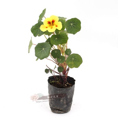 旱金莲盆栽苗阳台庭院爬藤植物