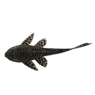 清道夫鱼活体鱼缸淡水观赏鱼清洁工鱼清道夫冷水鱼吃屎垃圾鱼草缸