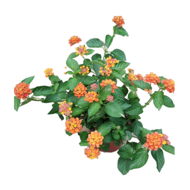 蔓马樱丹花苗 紫花五色梅庭院阳台四季垂吊花卉耐热花期长包邮