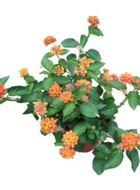 马樱丹四季耐热垂吊花卉包邮四季