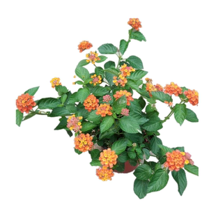 蔓马樱丹花苗 紫花五色梅庭院阳台四季垂吊花卉耐热花期长包邮