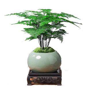 文竹盆栽植物室内花卉盆景客厅办公室桌面小绿植好养云竹四季常青