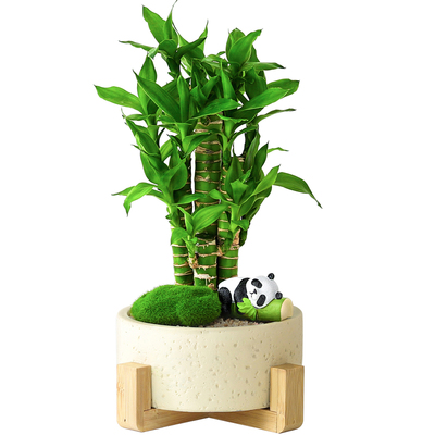 富贵竹盆栽招财竹步步高绿植