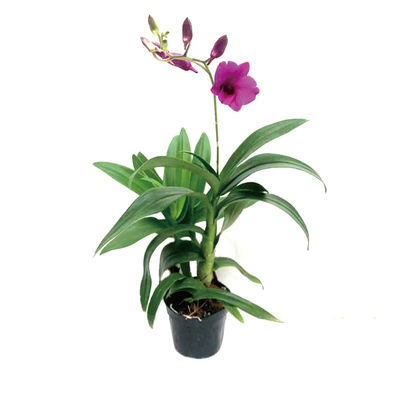 带花石斛兰梦香兰包邮带香味