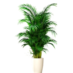 散尾葵植物盆栽客厅大型绿植室内落地办公室大号凤尾竹天堂鸟好养