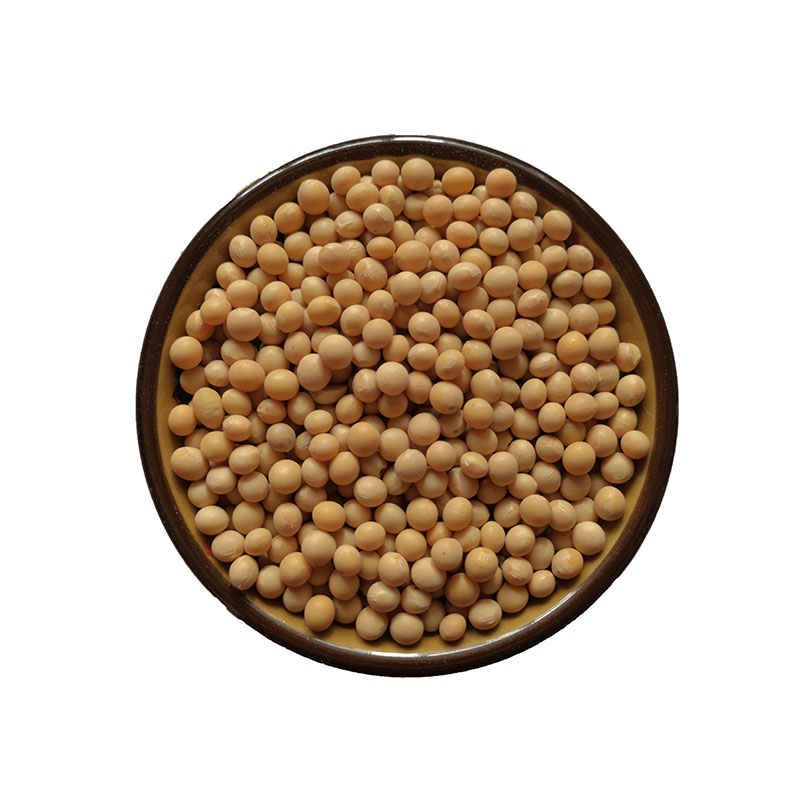 生豆芽农家自种蛋白绿色打豆浆