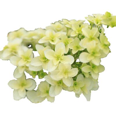 幸福园艺家雪花重瓣栎叶绣球花