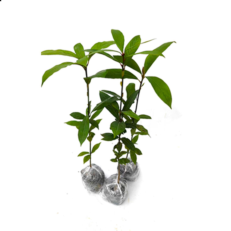 正宗金丝楠木树苗奇楠沉香黄花梨