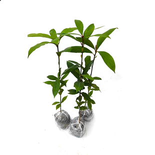 名贵苗木金丝楠木树苗正宗奇楠沉香树苗小叶紫檀香海南黄花梨树苗