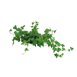 爬山虎树苗爬藤四季常青不落叶庭院藤蔓植物三五叶爬墙虎草种籽子