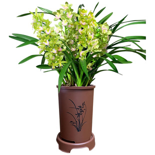 喜花里【香水香兰】年宵花卉现带花苞高端兰花室内兰花苗绿植盆栽