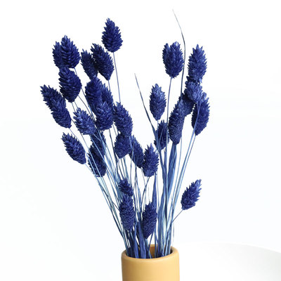 进口大地农园永生花42020宝石草