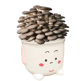 蘑菇种植包菌种食用菌平菇菌棒家庭种植礼品含盆阳台diy娃娃桶装