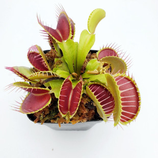 紫色瓶子草食虫草捕蝇草趣味食虫植物驱蚊草猪笼草喜水绿植花卉盆