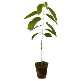 释迦果树苗嫁接凤梨释迦牛奶AP释迦番荔枝泰国大目榴莲释迦林檎苗