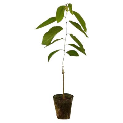 释迦果树苗嫁接凤梨释迦牛奶AP释迦番荔枝泰国大目榴莲释迦林檎苗