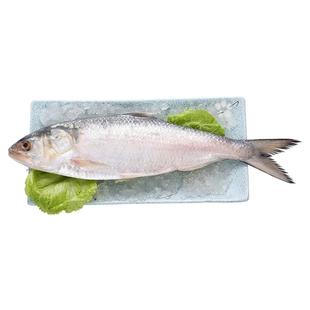2-4斤冰鲜鲥鱼三泥鱼超大酒店同款酒香蒸鲥鱼时鱼包邮缅甸海捕