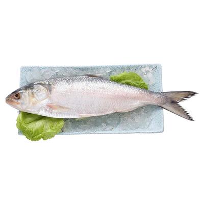 顺丰2-4斤冰鲜鲥鱼酒香鲥鱼