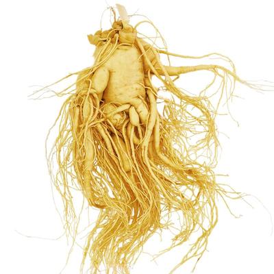 圆耳牛长白山人参煲汤泡酒中药材