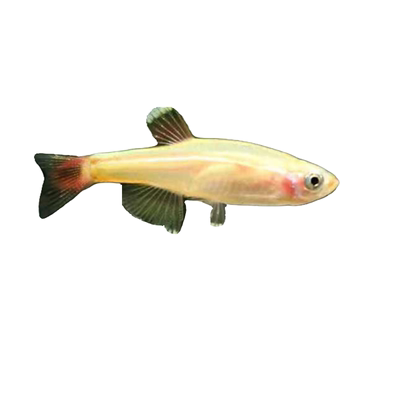 金丝冷水不加温观赏淡红包活灯鱼