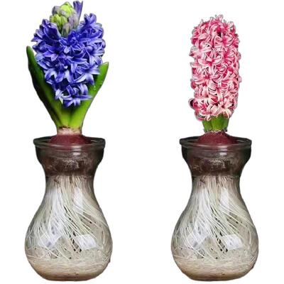 水培风信子种球冬天开花耐寒浓香