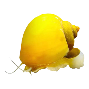 清道夫鱼缸清洁工鱼专吃鱼屎粪便除藻观赏热带淡水冷水宠物活体