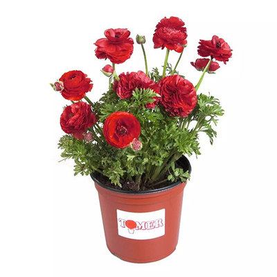 虹越进口以色列花毛茛种球洋牡丹