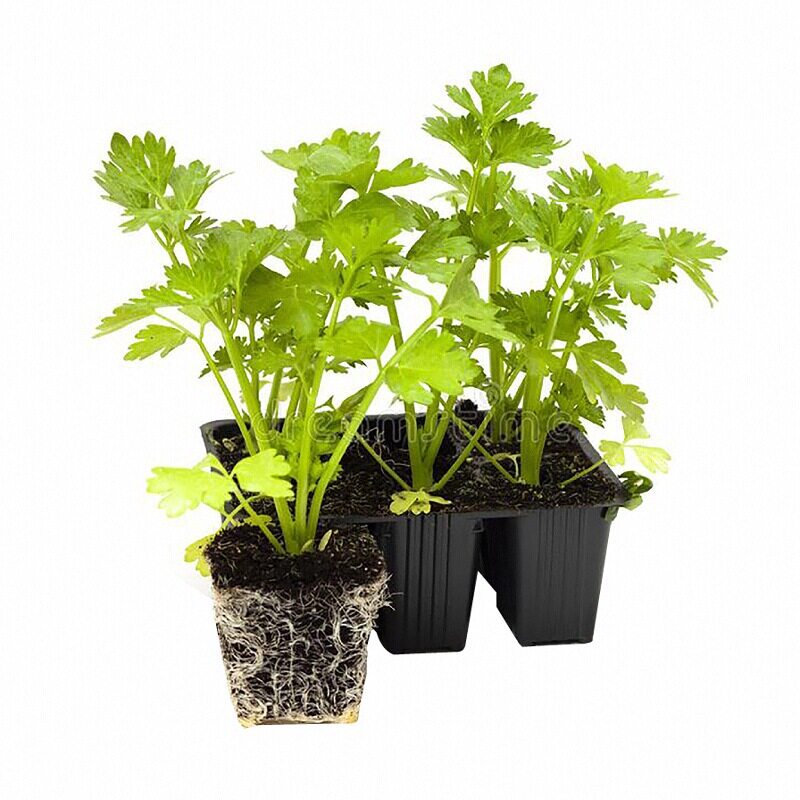 皇后西芹洋芹苗秧红黄小香芹实心芹菜苗种子春秋四季阳台盆栽高产