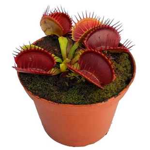 B52捕蝇草【四季驱蚊食虫植物盆栽食人花大食虫草捕蚊绿植盆栽】